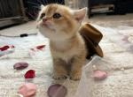 JINU - British Shorthair Kitten For Sale - San Marcos&comma; CA&comma; US