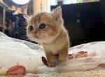 Misty - British Shorthair Kitten For Sale - San Marcos&comma; CA&comma; US