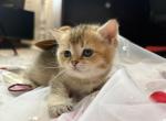 Bobby - British Shorthair Kitten For Sale - San Marcos&comma; CA&comma; US