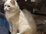TICA Registered  Ragdolls - Ragdoll Kitten For Sale - 