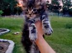 Felix - Maine Coon Kitten For Sale - 
