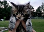 Honey - Maine Coon Kitten For Sale - 
