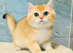 Coco - British Shorthair Kitten For Sale - Los Angeles&comma; CA&comma; US