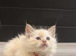 Red Collar - Ragdoll Kitten For Sale - 