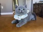 Blue girl Bear - British Shorthair Kitten For Sale - Fontana&comma; CA&comma; US