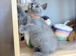 Blue boy - British Shorthair Kitten For Sale - Fontana&comma; CA&comma; US