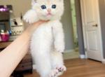 Lilac golden boy - British Shorthair Kitten For Sale - Fontana&comma; CA&comma; US