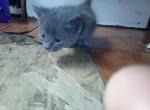 Grey - Domestic Kitten For Sale - 