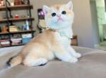 Golden shaded girl - British Shorthair Kitten For Sale - Fontana&comma; CA&comma; US