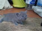 Silver - Domestic Kitten For Sale - 