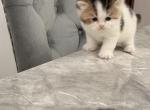 Bicolor litter - British Shorthair Kitten For Sale - Clifton&comma; NJ&comma; US