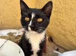 Flower - Domestic Kitten For Sale - Barstow&comma; CA&comma; US