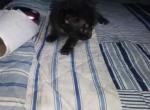 Darky - Domestic Kitten For Sale - 