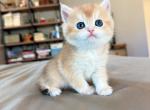 Golden shaded boy - British Shorthair Kitten For Sale - Fontana&comma; CA&comma; US