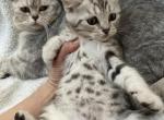 Scottish Bengal - Scottish Straight Kitten For Sale - 