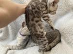 Bengal Scottish mix - Bengal Kitten For Sale - 