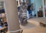 Steele - Bengal Kitten For Sale - WA&comma; US