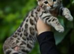 judy - Bengal Kitten For Sale - Las Vegas&comma; NV&comma; US