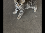 Bengal Kitten - Bengal Kitten For Sale - California City&comma; CA&comma; US