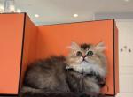 Golden shaded girl long haired - Minuet Kitten For Sale - Fontana&comma; CA&comma; US