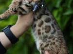 picasso - Bengal Kitten For Sale - Las Vegas&comma; NV&comma; US