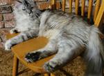 Meeka - Maine Coon Cat For Sale - Cottonwood&comma; CA&comma; US