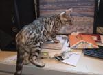 Stonewall Action - Bengal Kitten For Sale - WA&comma; US