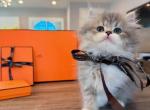 Blue white boy long leg - Minuet Kitten For Sale - Fontana&comma; CA&comma; US