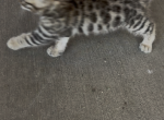 female Bengal Kitty - Bengal Kitten For Sale - California City&comma; CA&comma; US
