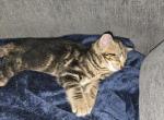Nine - American Longhair Kitten For Sale - Portage&comma; MI&comma; US