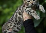 Vogue - Bengal Kitten For Sale - Temecula&comma; CA&comma; US