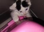 Misty blue - Turkish Van Kitten For Sale - Chatsworth&comma; CA&comma; US