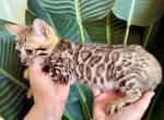Brown Female Kitten Yellow Collar - Bengal Kitten For Sale - Rocklin&comma; CA&comma; US