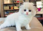Seal bicolor Milo - Ragdoll Kitten For Sale - Fontana&comma; CA&comma; US