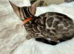 Brown Bengal Kitten Orange Collar - Bengal Kitten For Sale - Rocklin&comma; CA&comma; US