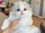 Seal bicolor Jasper - Ragdoll Kitten For Sale - Fontana&comma; CA&comma; US