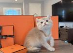 Blue golden boy - British Shorthair Kitten For Sale - Fontana&comma; CA&comma; US