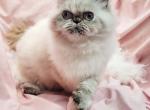 Ms Yeti - Himalayan Kitten For Sale - Loveland&comma; CO&comma; US