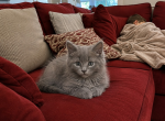 Grayson - Maine Coon Kitten For Sale - Monroe&comma; OH&comma; US