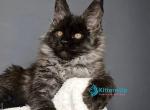 Leonardo - Maine Coon Kitten For Sale - Hollywood&comma; FL&comma; US