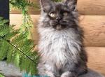 Leo - Maine Coon Kitten For Sale - Hollywood&comma; FL&comma; US