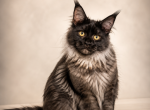 Black smoke Maine Coon male - Maine Coon Kitten For Sale - FL&comma; US