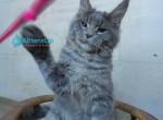 Matthew - Maine Coon Kitten For Sale - Hollywood&comma; FL&comma; US