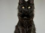Nika - Maine Coon Kitten For Sale - Hollywood&comma; FL&comma; US