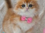 Archie - Scottish Fold Kitten For Sale - Miami&comma; FL&comma; US
