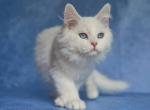 Barni - Siberian Kitten For Sale - Pembroke Pines&comma; FL&comma; US