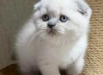 Adel - Scottish Fold Kitten For Sale - Miami&comma; FL&comma; US