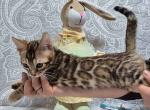 Hype - Bengal Kitten For Sale - Pembroke Pines&comma; FL&comma; US