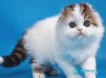 Valencia - Scottish Fold Kitten For Sale - Miami&comma; FL&comma; US