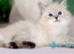 Halva - Siberian Kitten For Sale - Pembroke Pines&comma; FL&comma; US